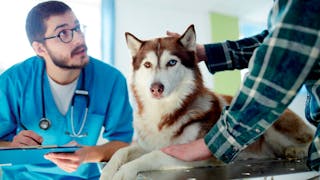 Veterinary forensics